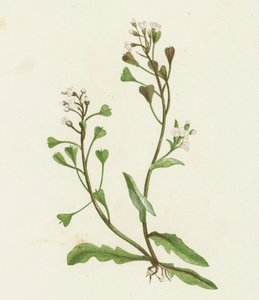 Bolsa de pastor, Capsella Bursa-pastoris de English School